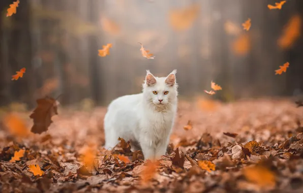 Autumn, forest, cat, white, cat, look, leaves, light