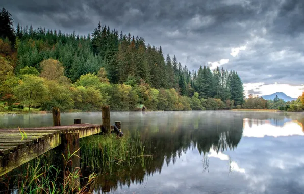 Forest, trees, lake, morning, pierce, haze