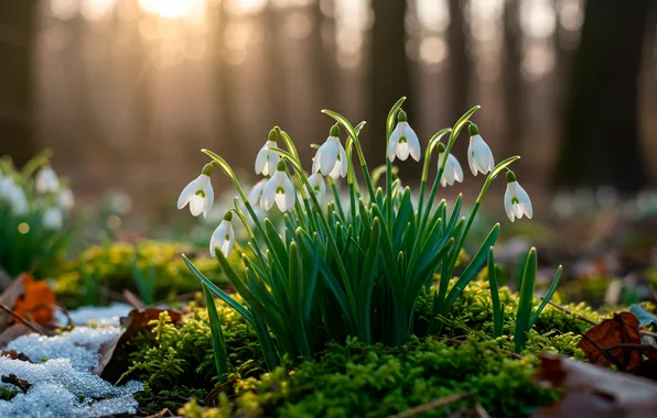Forest, the sun, moss, spring, snowdrops, forest, sun, bokeh