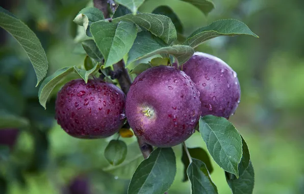 Leaves, drops, nature, apples, branch, garden, harvest, fruit