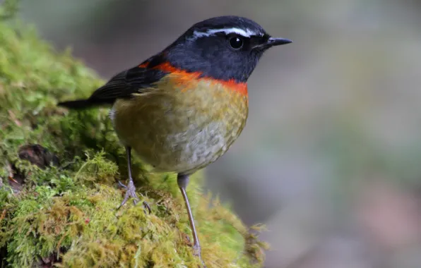 Macro, bird, moss, tail