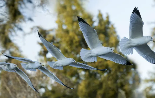 Picture flight, bird, seagulls