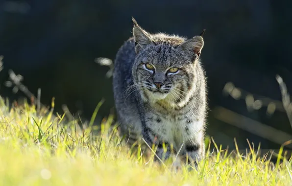 Look, nature, walk, lynx