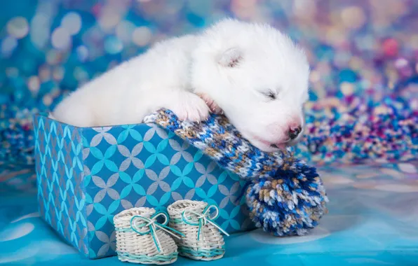 Language, white, pose, box, sleep, dog, baby, muzzle