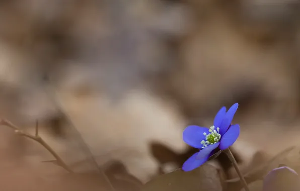 Picture flower, nature, spring, violet