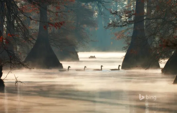Picture trees, fog, lake, morning, USA, Arkansas, Hill Lake, canadian geese