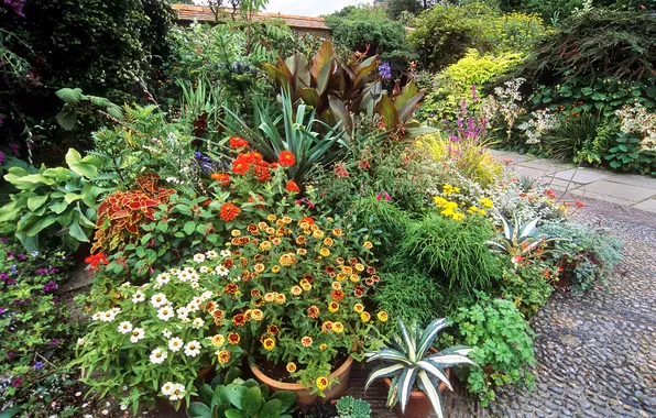 Flowers, garden, track, the bushes, marigolds