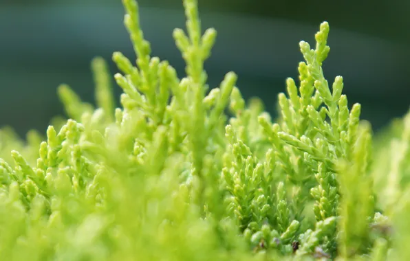 Greens, macro, plant, blur, xPand