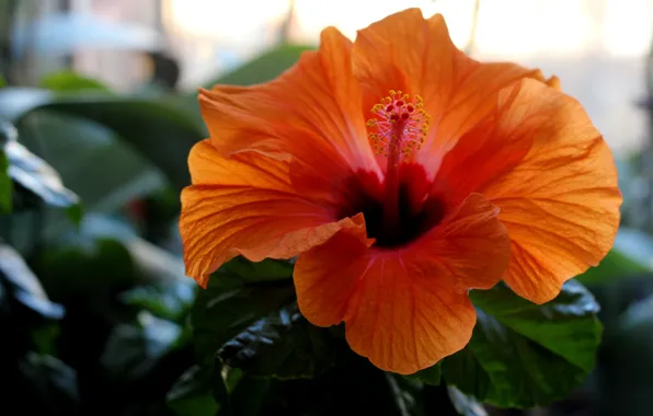 Greens, flower, orange, window, hibiscus