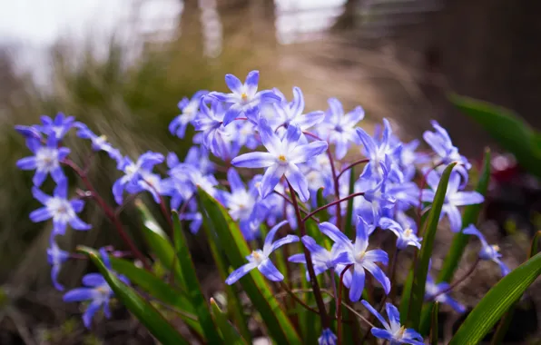 Nature, Grass, Flowers, Spring, Lush