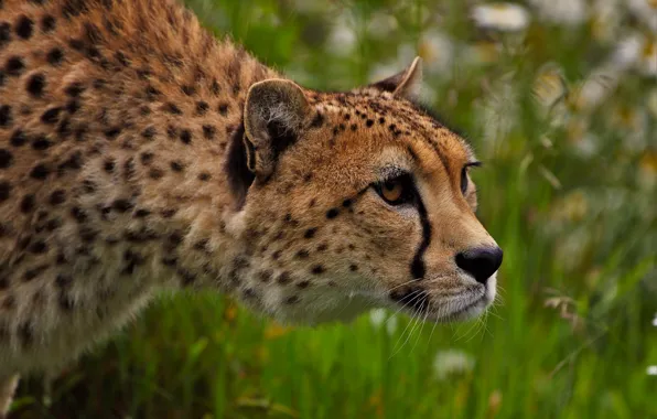 Grass, look, face, portrait, Cheetah, profile, bokeh