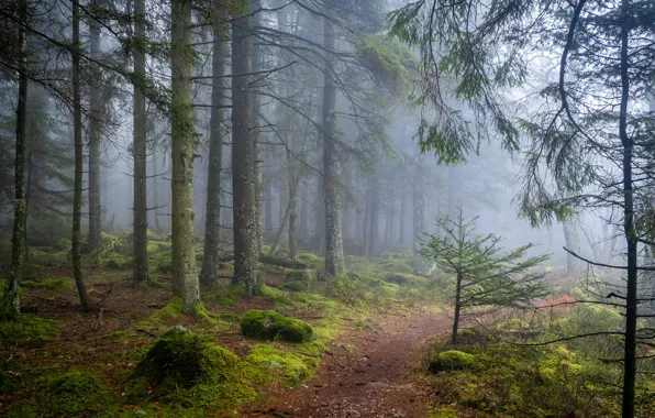 Picture forest, trees, nature, fog, path