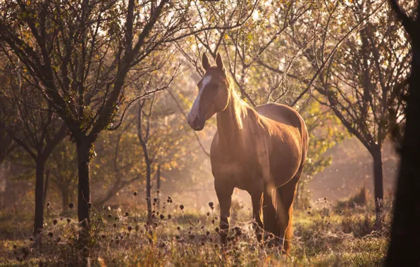 Picture forest, the sun, light, glare, horse, horse, web, blur