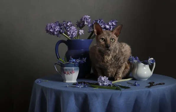 Cat, cat, flowers, table, dishes, pitcher, still life, brown