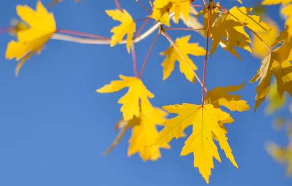 Picture autumn, the sky, leaves, branch