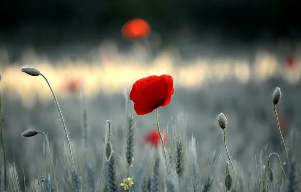 Field, flower, grass, Mac, petals, meadow