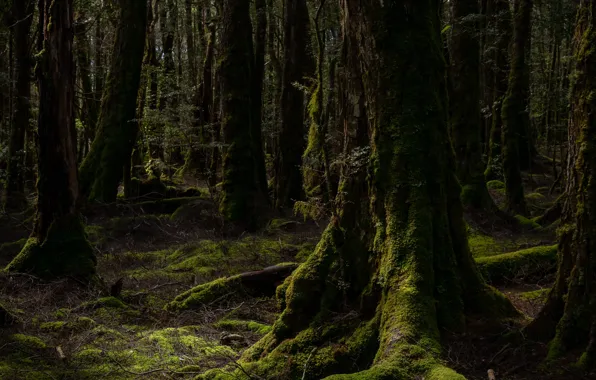 Forest, trees, nature, moss, Australia, Australia, Tasmania, Tasmania