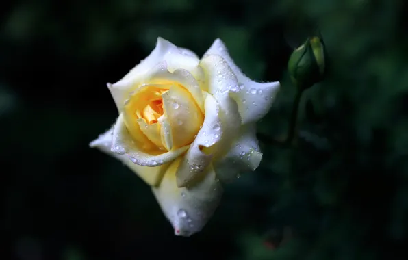 White, drops, background, roses, buds