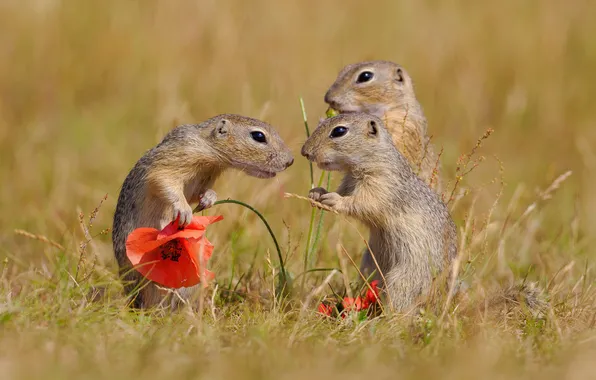 Flowers, glade, Mac, Maki, trio, gopher, gophers, Three gophers