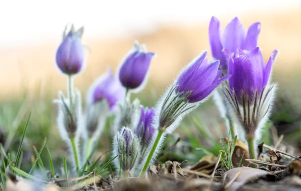 Leaves, flowers, nature, glade, blur, spring, purple, buds