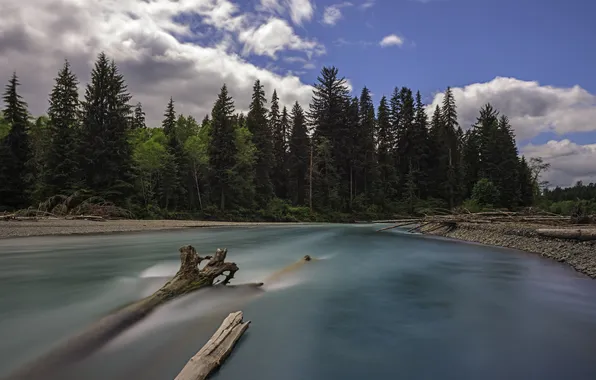 Picture forest, Washington, Olympic National Park, Olympic national Park, the river Hoh, Hoh River