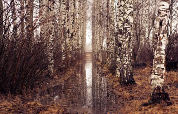 FOREST, WATER, REFLECTION, TREES, BRANCHES, TRUNKS, BIRCH