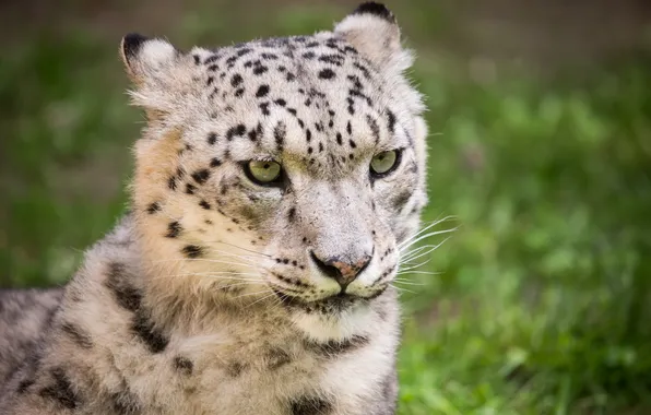 Cat, look, face, IRBIS, snow leopard