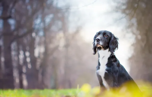 Look, each, dog