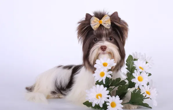 Flowers, bow, breed, Biro York