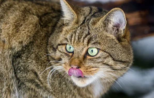 Picture language, cat, face, forest, wild cat, ©Tambako The Jaguar