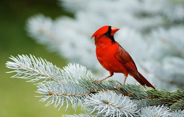 Picture red, bird, spruce, needles, cardinal
