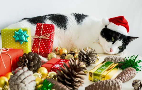 Cat, cat, New year, lies, Christmas decorations