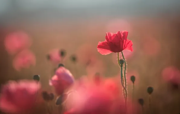 Picture field, summer, light, flowers, red, nature, glade, tenderness