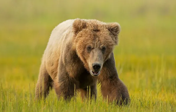 Field, grass, look, face, nature, pose, glade, paws