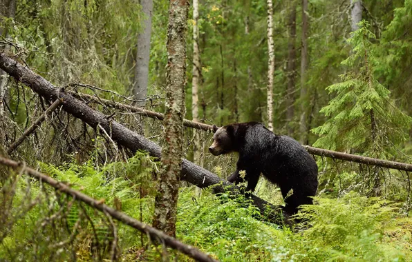 Forest, bear, deadwood