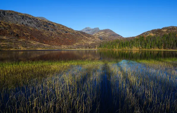 Picture forest, the sky, trees, mountains, nature, river, Norway, Sunny