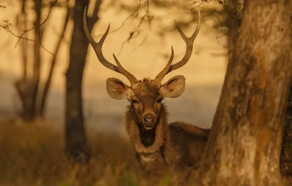 Picture look, face, light, trees, branches, nature, portrait, deer