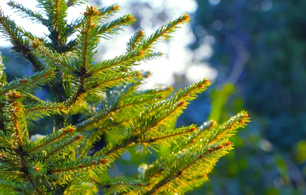 Forest, tree, pine, spruce, twig