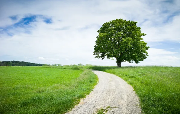 Picture road, summer, nature, tree, meadows, chestnut