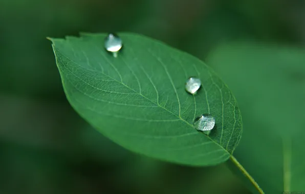 Drops, plant, leaf, green