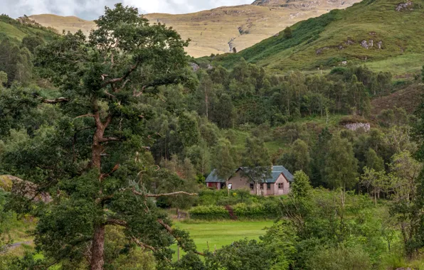 Picture forest, trees, mountains, home, Scotland, Glenfinnan House