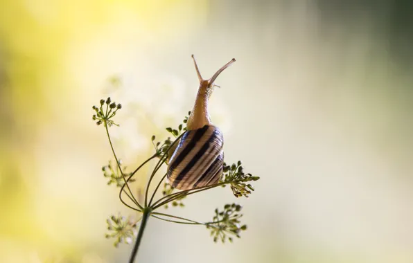 Picture shell, snail, buds, stalk