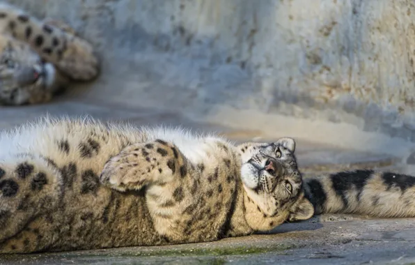 Picture cat, tail, IRBIS, snow leopard, ©Tambako The Jaguar