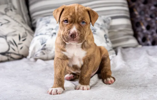 Picture look, bed, dog, pillow, bed, puppy, red, sitting