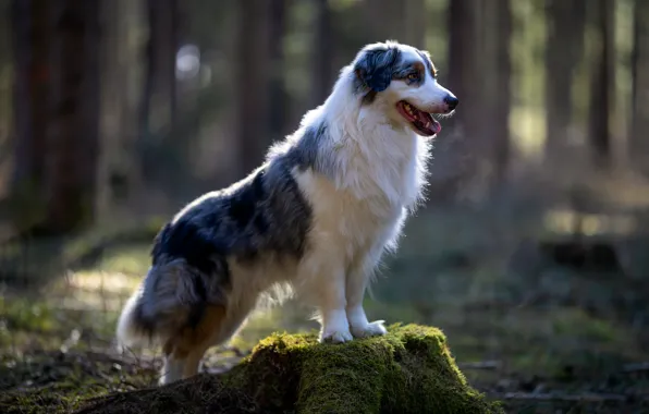 Forest, language, look, face, nature, pose, stump, dog