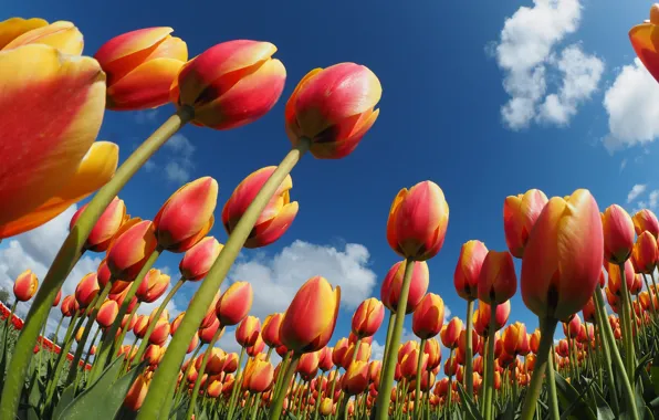 Picture the sky, tulips, orange