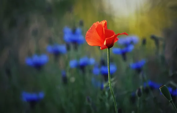 Summer, flowers, red, glade, Mac, Maki, blur, meadow