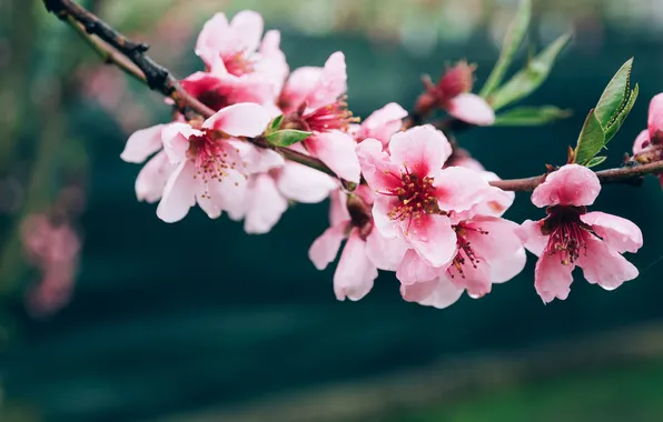 Leaves, flowers, cherry, the dark background, branch, spring, pink, flowering