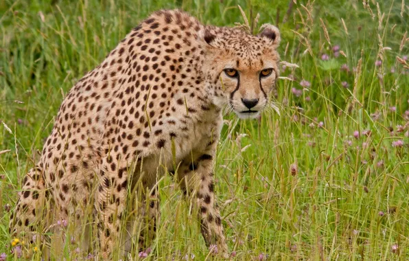 Picture grass, flowers, predator, Cheetah, wild cat