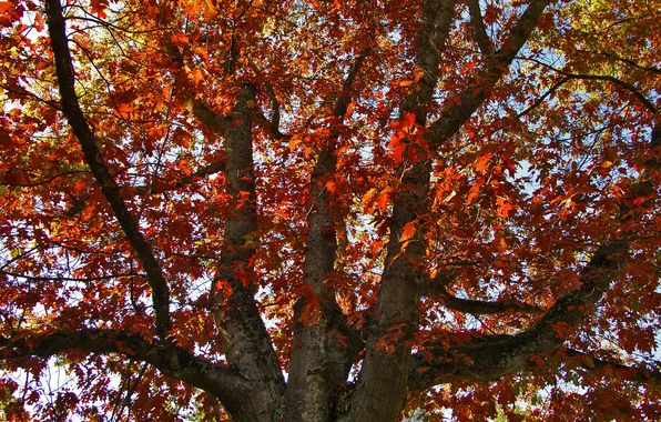 Autumn, tree, oak, Oakfall